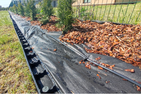 Tūju laistīšana: cik daudz un cik bieži?