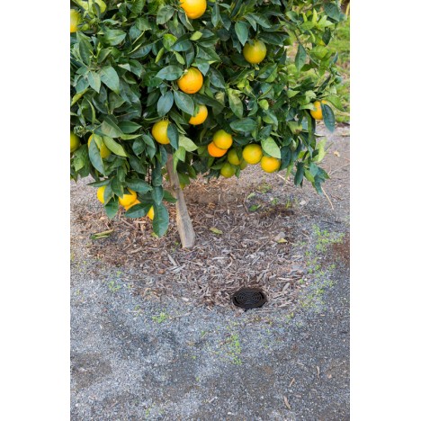 Laistītājs sakņu sistēmai RZWS